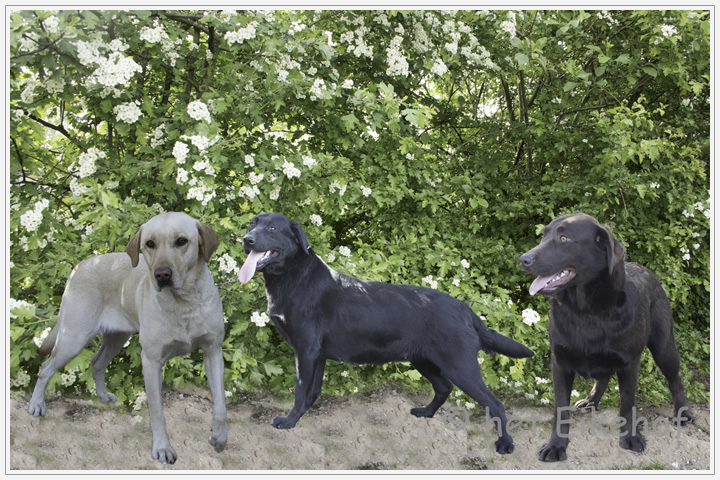 Morse code wortel Verlichten Het Eikehof : Hondenfokkerij en dierenpension